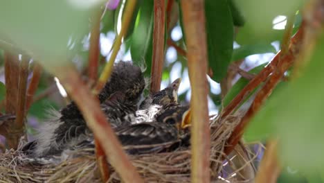 Three-robin-chicks-sit-in-nest-within-a-large-bush-as-the-camera-peers-through