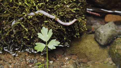 Earthworm-Creeping-On-Mossy-Rock-In-The-Rriver