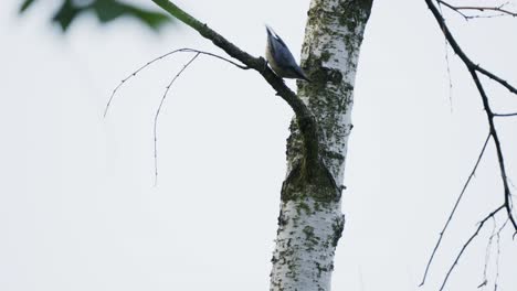 nuthatch-searching-for-food-on-birch-tree-and-climbing-down-on-branches
