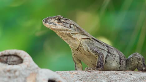 iguana-reptile-close-up-on-tree-with-green-foliage-in-background