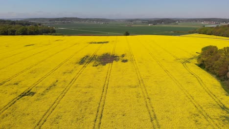 Drohnenaufnahmen-Von-Rechts-Nach-Links-Gelbe-Rapspflanzen,-Die-Auf-Den-Ackerflächen-Schwedens-Wachsen