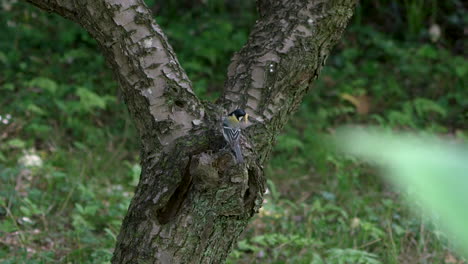 Japanischer-Meisevogel-Mit-Wurm-Auf-Seinem-Schnabel-Bringt-Ihn-In-Das-Nest-Auf-Einer-Baumhöhle