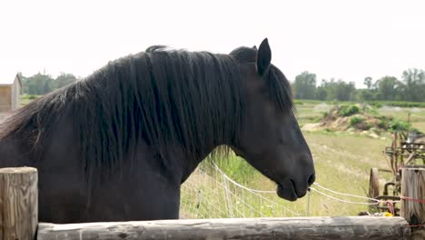 Side-View-Of-A-Beautiful-Black-Muzzle-Horse-On-A-Ranch-During-Daytime---close-up