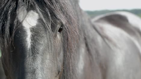 Close-Up-View-Of-Black-Horse-Head-Isolated-In-Indistinct-Background---handheld-shot