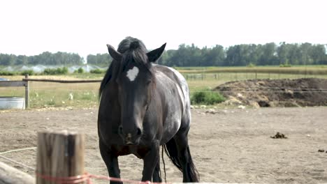 Black-Horse-On-A-Ranch-At-Daytime---wide-shot