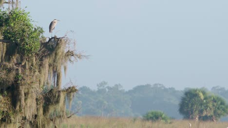 great-blue-heron-bird-perched-on-spanish-moss-tree-landscape
