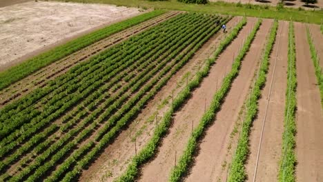 Kultiviertes-Gelände-Mit-Einer-Großen-Auswahl-An-Feldfrüchten-Plantage,-Die-Im-Frühjahr-Von-Agronomen-überprüft-Wird