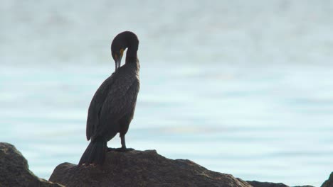 Kormoranvogel,-Der-Auf-Felsen-Entlang-Ozeanstrandufer-Putzt