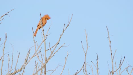 Roter-Kardinalvogel,-Der-Oben-Auf-Ästen-Mit-Blauem-Himmel-Im-Hintergrund-Ruft-Und-Singt