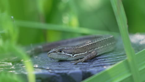 Close-Up-Of-A-Japanese-Grass-Lizard-On-The-Rock