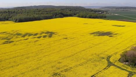 Rapsfeld-Drohnenaufnahmen-Von-Oben-Von-Wunderschönen-Gelben-Pflanzen,-Die-Auf-Den-Ackerflächen-Schwedens-Wachsen
