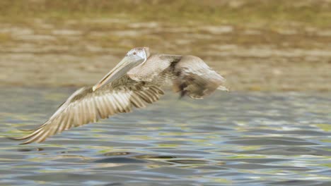 Brauner-Pelikanvogel,-Der-In-Zeitlupe-Anmutig-Am-Strand-Entlang-Im-Meerwasser-Fliegt