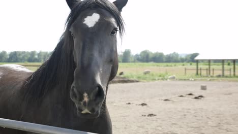 Close-Up-Portrait-Of-A-Black-Horse-With-Mane-At-The-Field