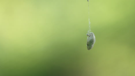 Silkworm-Cocoon-Hanging-By-A-Silk-Thread-Isolated-In-Blurry-Nature-Background