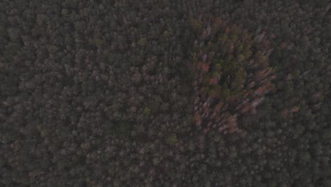 overhead-view-and-dolly-tilt-in-middle-of-forest-in-a-cloudy-day