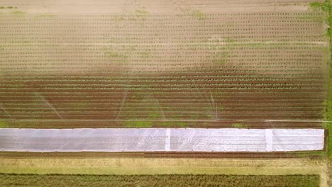 Top-View-Of-Rural-Plantation-With-Growing-Crops-And-Sprinkler