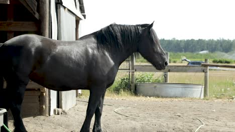 A-Thoroughbred-Horse-Stands-In-A-Paddock-At-A-Stud-Farm---wide-shot,-side-view