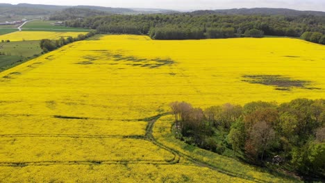 Aerial-View-Of-Yellow-Rapeseed-Flower-Field-In-Spring