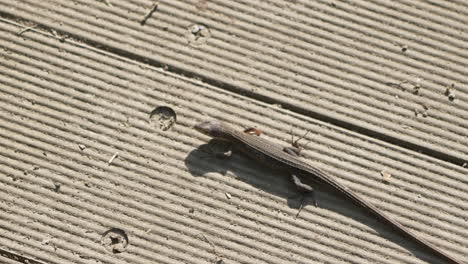 Crawling-Japanese-Grass-Lizard-On-Concrete-Ground-At-Sunny-Day-In-Tokyo,-Japan