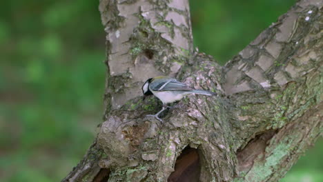 Japanese-Tit-Flying-Away-From-Its-Nest-On-A-Tree-Hollow