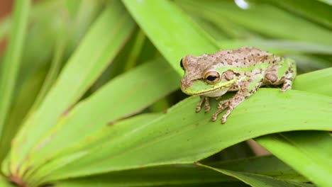 green-and-brown-tree-frog-amphibian-on-green-foliage-close-up