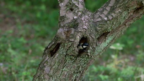 View-Of-Oriental-Tit-Coming-Out-On-Its-Nest-On-A-Tree-Hole-On-Nature-Background