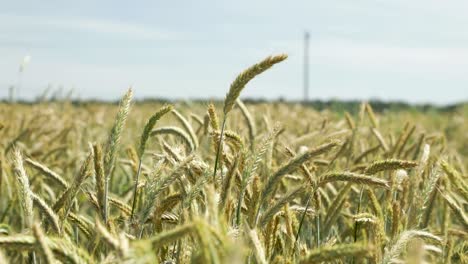 Vast-Agriculture-Farm-With-Wheat-Field-In-The-Summer-Breeze