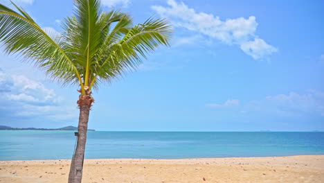 Palm-Tree-on-a-Beach