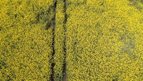 Rapeseed-Drone-Footage-From-Above-Following-Tractor-Tracks-of-Beautiful-Yellow-Crops-Growing-in-the-Farmlands-of-Sweden