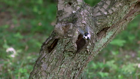 Japanese-Tit-Bird-Flying-Out-Of-Nest-Hole-With-Fecal-Sac-In-Beak-At-Daytime-In-Saitama,-Japan
