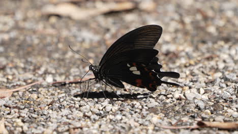 Red-Helen-Butterfly-Sucking-Water-And-Pee-On-The-Ground
