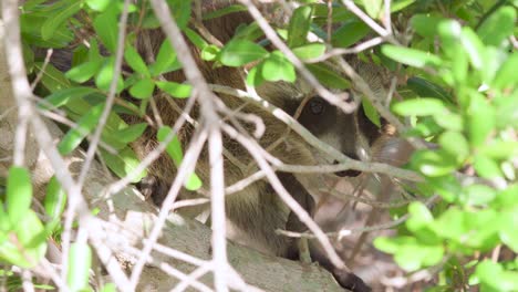 racoon-mammal-in-tree-behind-branches