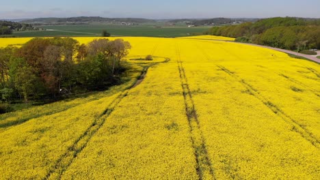 AERIAL---Field-of-yellow-rapeseed-flowers-next-to-a-road,-Sweden,-forward-shot