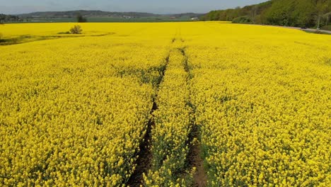 Rapeseed-Drone-Footage-From-Above-Following-Tractor-Tracks-of-Beautiful-Yellow-Crops-Growing-in-the-Farmlands-of-Sweden