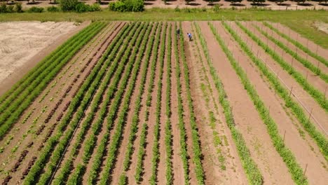 Aerial-View-Of-Cultivated-Land-Crops---Agricultural-Landscape---drone-shot