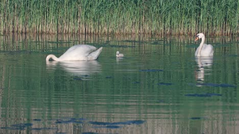 Two-swans-with-their-offspring-swim-on-the-lake-getting-food-from-the-bottom
