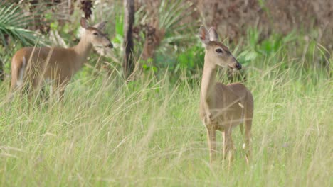 white-tailed-deer-mammal-in-pine-rockland-habitat