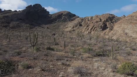 árido-Desierto-Mexicano,-Cactus-Que-Crecen-En-La-Ladera-De-Una-Montaña-Seca-Y-Estéril,-Vista-Aérea