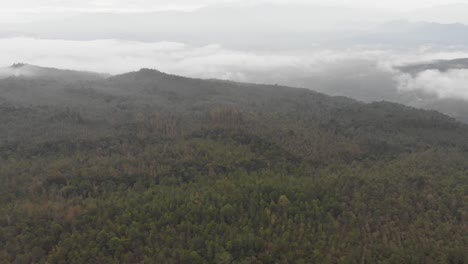 Pull-front-with-drone-above-forest-in-a-misty-morning