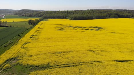 Rapeseed-Drone-Footage-From-Above-of-Beautiful-Yellow-Crops-Growing-in-a-Field-in-the-Farmlands-of-Sweden