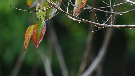 Blätter-Und-Zweige,-Die-Sich-An-Einem-Regnerischen-Tag-Im-Khao-Yai-Nationalpark-In-Thailand-Mit-Dem-Wind-Bewegen