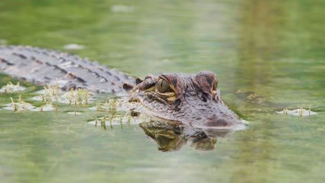 Baby-Alligator-Reptil-In-Moosigem-Wasser-Aus-Nächster-Nähe