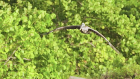 brown-pelican-bird-gracefully-flying-along-beach-shore-into-blue-sky-with-green-plant-foliage-in-background-in-slow-motion