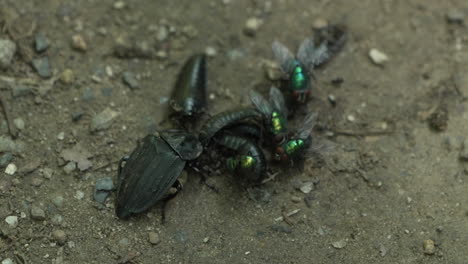 Gruppe-Von-Erwachsenen-Fliegen-Und-Larven-Von-Silpha-Tristis-Käfern,-Die-An-Toten-Insekten-Kämpfen-Und-Sich-An-Ihnen-Ergötzen