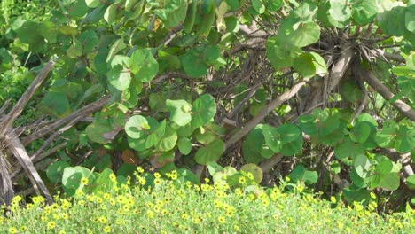 Coloridas-Plantas-De-Uva-De-Mar-Verde-Y-Flores-Amarillas-Meciéndose-En-El-Paisaje-De-La-Brisa