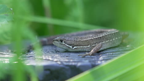 Macro-Of-Japanese-Grass-Lizard-Surrounded-With-Green-Leaves-In-Tokyo