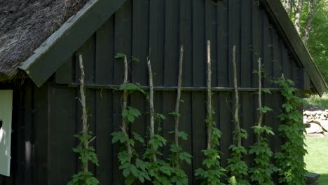 Üppig-Grüne-Hopfenpflanzen-Wachsen-Außerhalb-Der-Mauer-Eines-Holzhauses