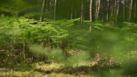 Fern-plants-growing-on-forest-floor,-young-woodland-plants,-rising-view