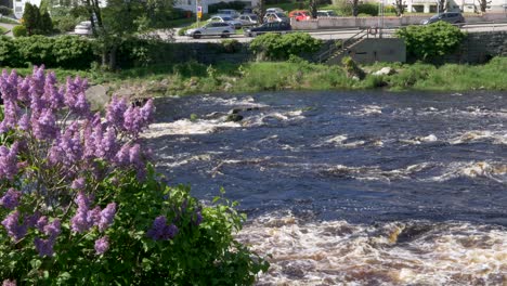 Flowing-Water-Of-River-Atran-In-Falkenberg,-Sweden-With-Blooming-Common-Lilac-Flowers-In-Foreground