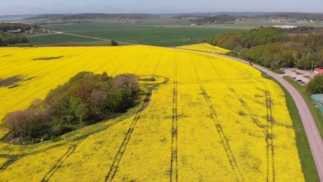 AERIAL---Field-of-yellow-rapeseed-flowers-and-road,-Sweden,-rising-reverse-shot
